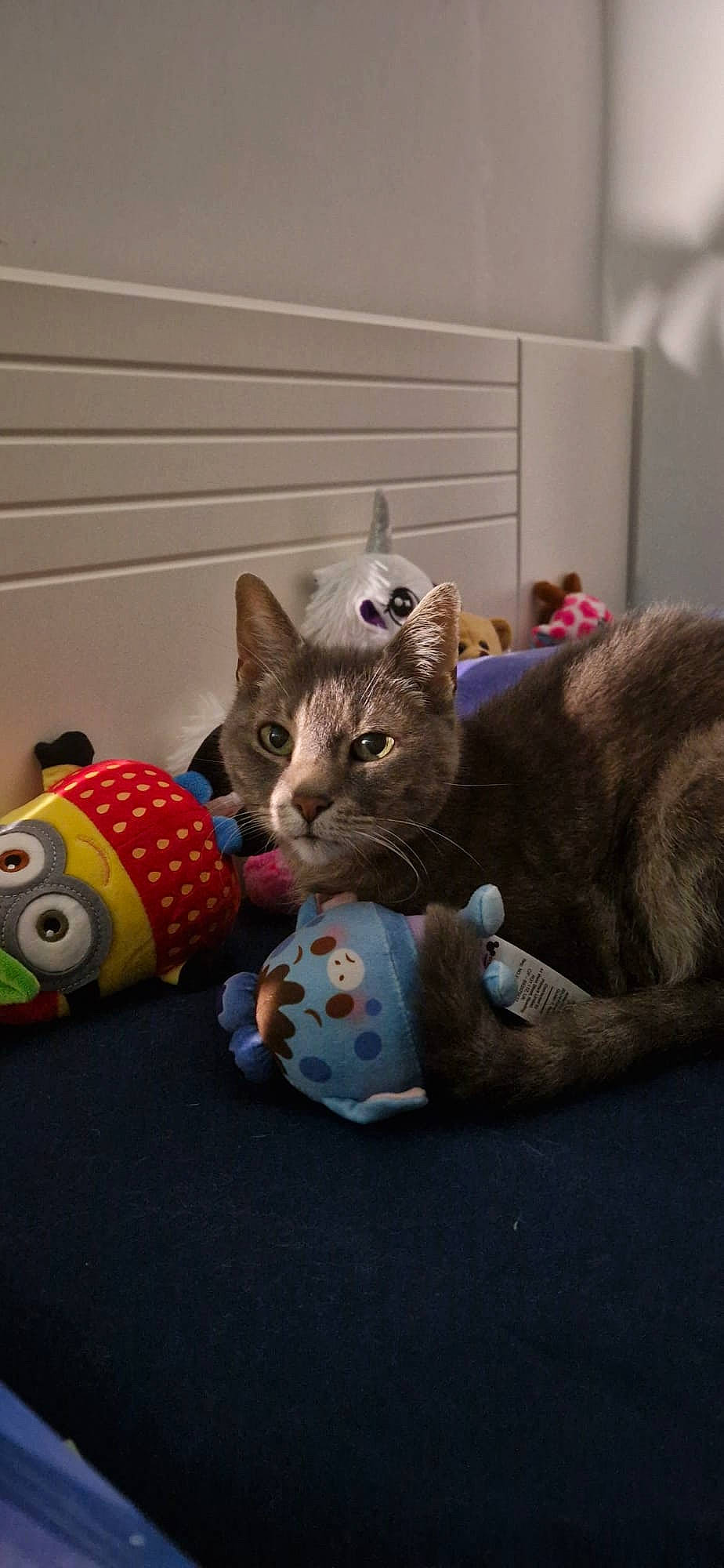 Cala a rejoint le concours — aidez-le/la à gagner de superbes lots ! art, baby_toys, carnivore, cat, cat_bed, cat_supply, cat_toy, comfort, domestic_short_haired_cat, felidae, fur, grey, room, small_to_medium_sized_cats, stuffed_toy, tail, toy, vertebrate, whiskers, wood