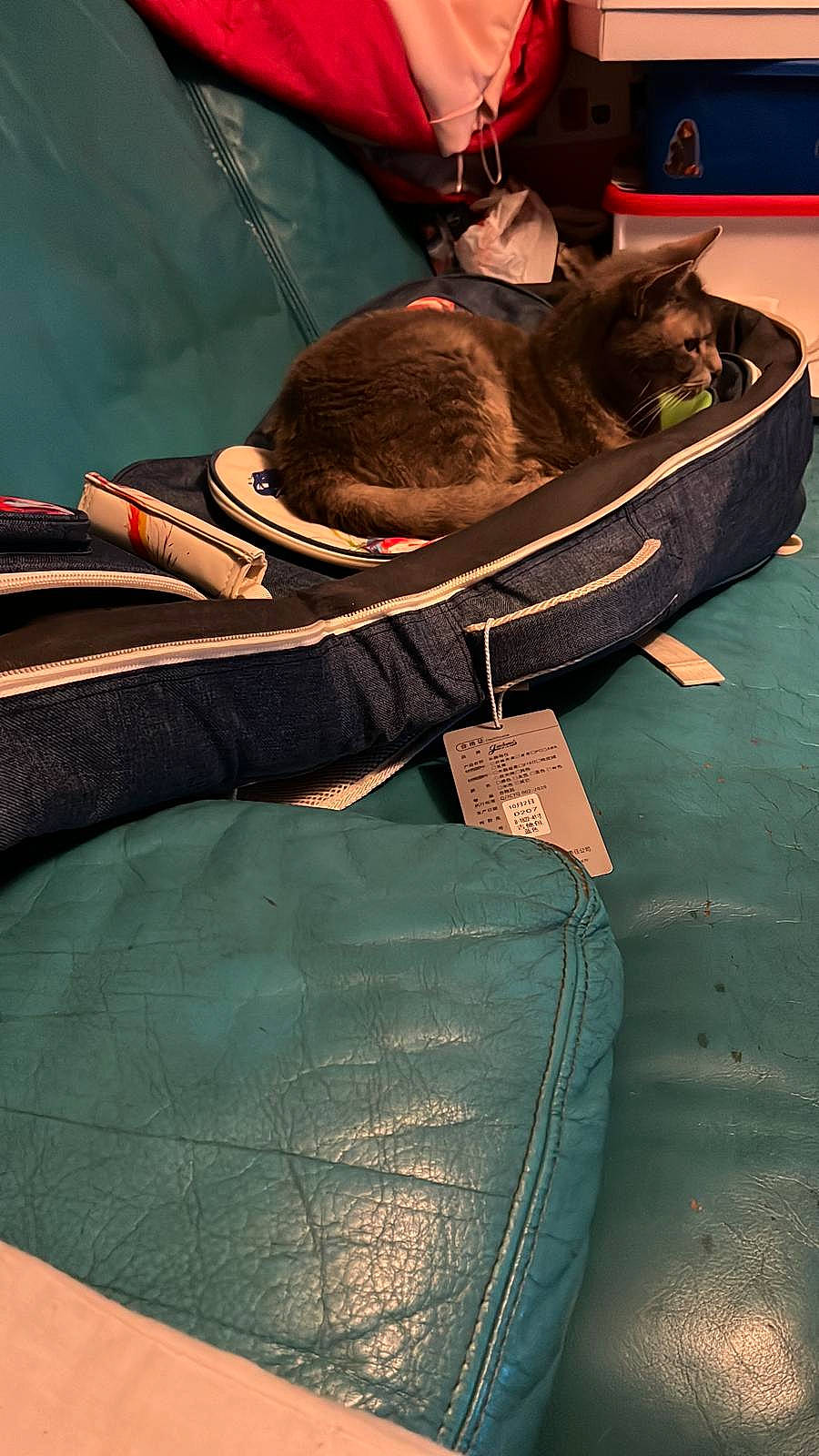 Cala participe au concours pour gagner de l'argent avec cette photo : bag, carnivore, comfort, denim, felidae, flooring, fur, hat, human_leg, knee, luggage_and_bags, pattern, personal_protective_equipment, recreation, sitting, small_to_medium_sized_cats, snout, sporting_group, thigh, tints_and_shades