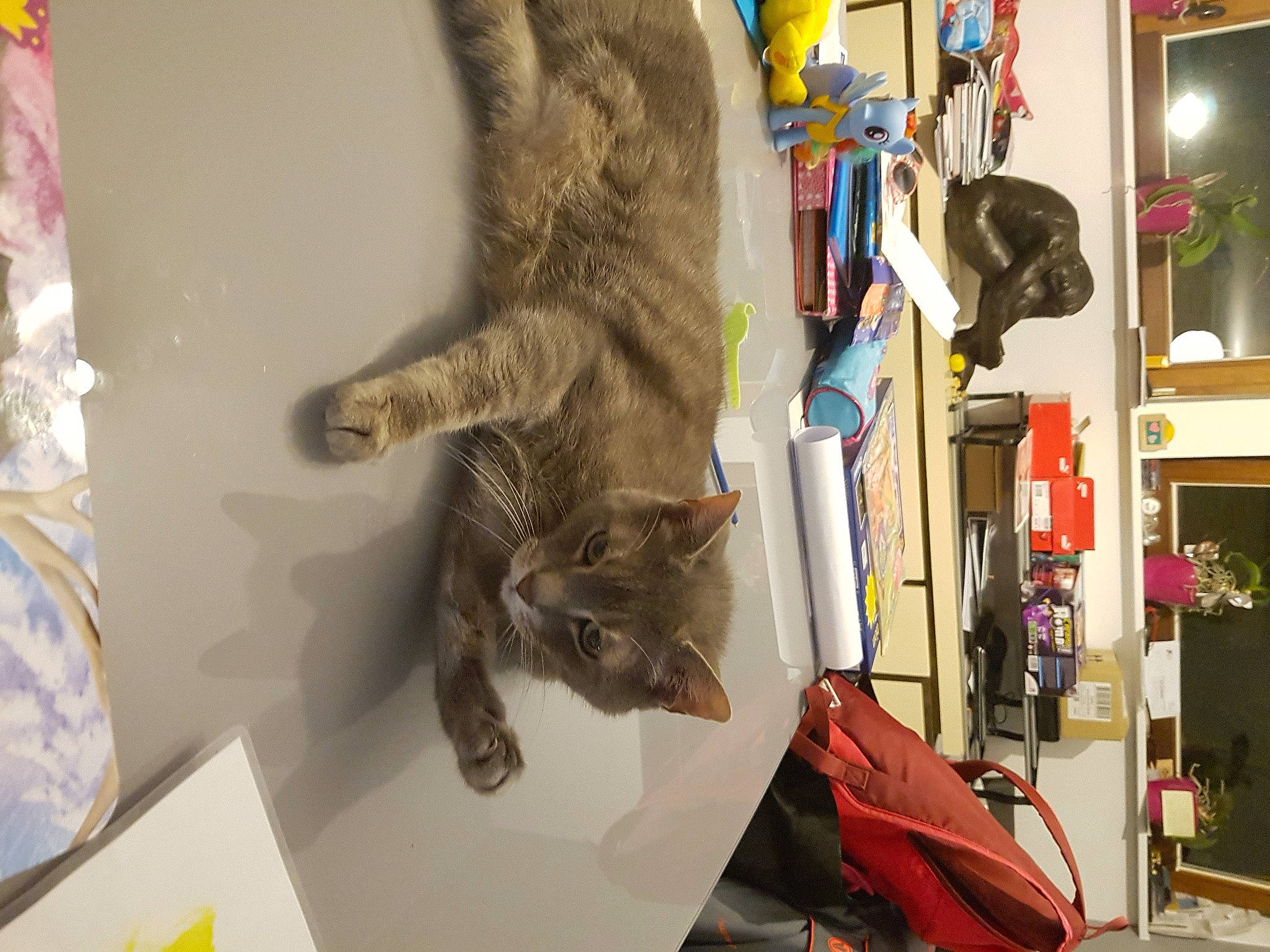 Cala a rejoint le concours — aidez-le/la à gagner de superbes lots ! art, backpack, bag, carnivore, cat, domestic_short_haired_cat, felidae, fur, houseplant, luggage_and_bags, picture_frame, plant, room, shelf, small_to_medium_sized_cats, tail, tree, visual_arts, whiskers