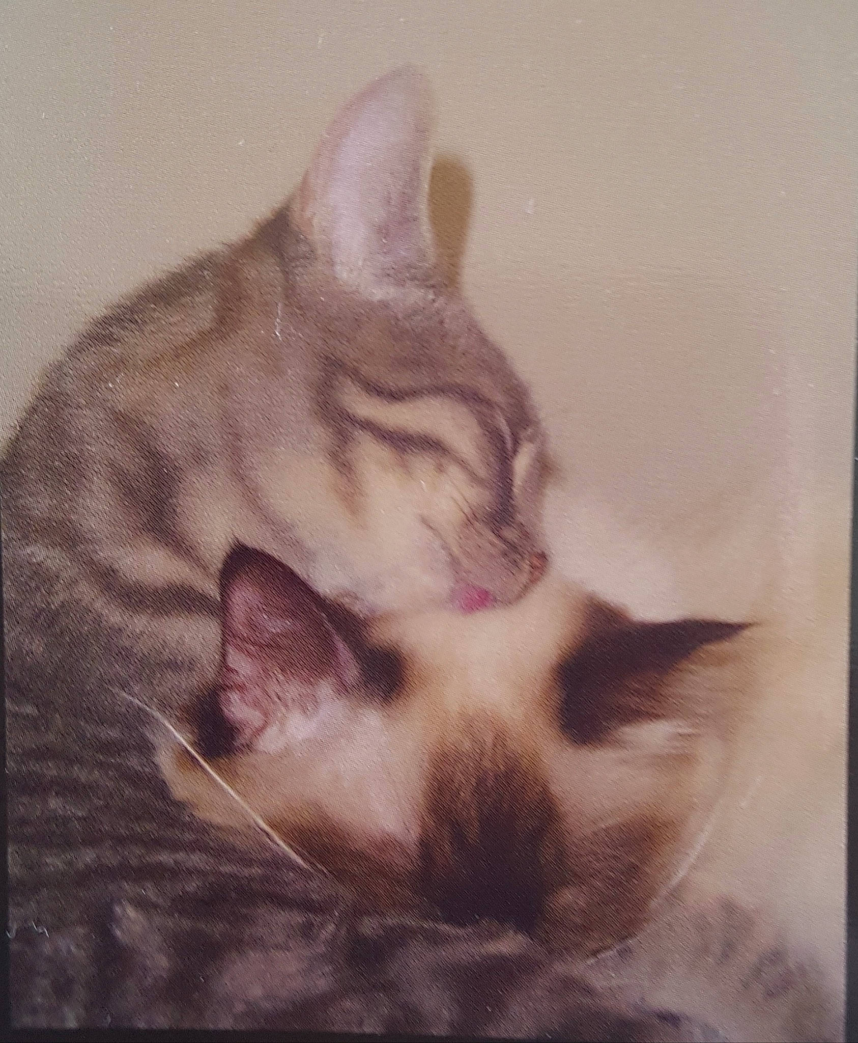 Cala a rejoint le concours — aidez-le/la à gagner de superbes lots ! art, carnivore, cat, comfort, domestic_short_haired_cat, felidae, fur, paw, siamese, small_to_medium_sized_cats, snout, square, tail, visual_arts, whiskers