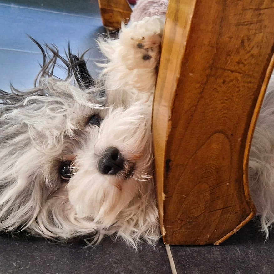 Yukaï participe au concours pour gagner de l'argent avec cette photo : animal, ball, canine, chair, cockerspaniel, dog, furniture, hardwood, hound, indoors, interiordesign, pet, poodle, puppy, sport, tennis, tennisball, terrier, whitedog, wood