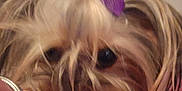 Piper is registered to the contest to win money with this photo: accessories, affenpinscher, animal, bracelet, canine, child, cockerspaniel, dog, face, female, girl, head, jewelry, person, pet, poodle, puppy, purple, terrier