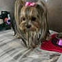 Piper joined the competition — help win amazing prizes! dog, small_dog, pet, bow, pink_bow, couch, blanket, indoor, fur, cute, animal, companion, seated, fur_long, brown_fur, decor, home, relaxing, cozy, domestic