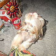 Piper joined the competition — help win amazing prizes! dog, small_dog, bow, indoor, carpet, motion_blur, flash, paw, person, floral_clothing, decorative_sun, container, household_items, animal, pet, furry, cute, playing, light, floor