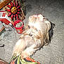 dog, small_dog, bow, indoor, carpet, motion_blur, flash, paw, person, floral_clothing, decorative_sun, container, household_items, animal, pet, furry, cute, playing, light, floor