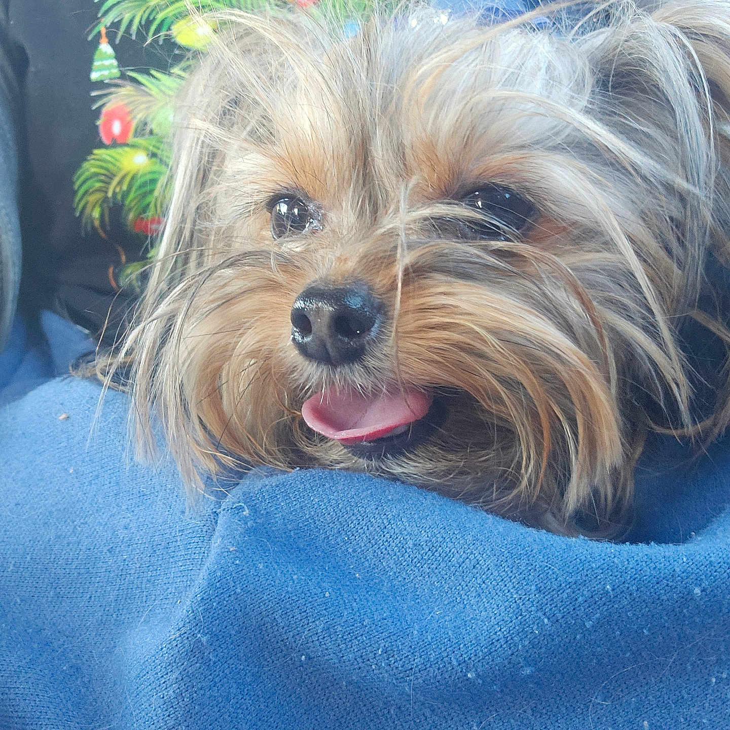 Piper joined the competition — help win amazing prizes! affenpinscher, animal, bodypart, canine, couch, cushion, dog, face, furniture, grass, head, homedecor, person, pet, photography, plant, portrait, pottedplant, puppy, terrier