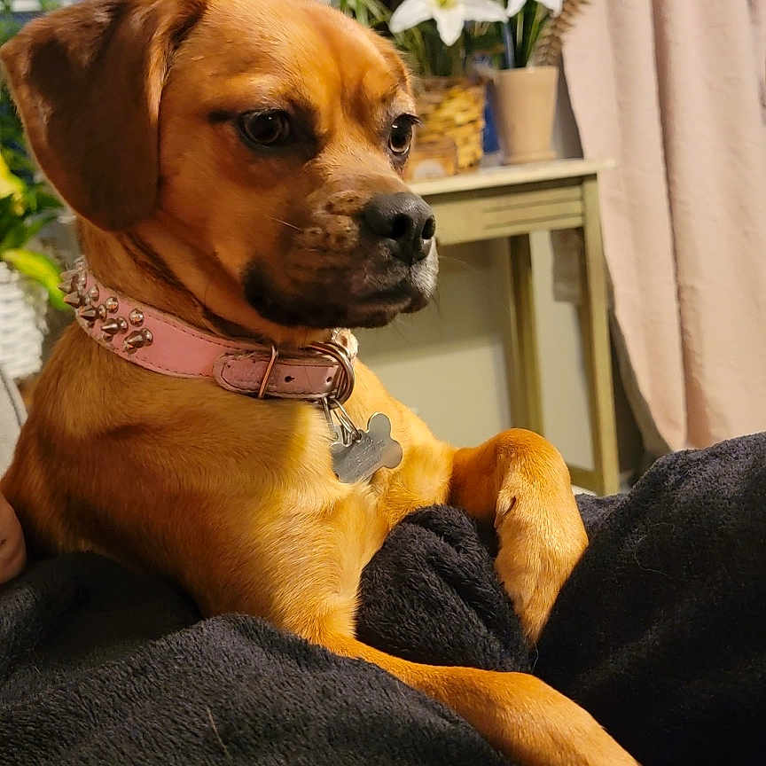 Monica joined the competition — help win amazing prizes! animal, boxer, bulldog, canine, couch, dog, flower, flowerarrangement, flowerbouquet, furniture, homedecor, hound, ikebana, indoors, interiordesign, pet, petal, plant, pottedplant, puppy