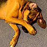 dog, canine, brown_fur, floppy_ears, sleeping, lying_down, crossed_paws, carpet, indoor, pet, animal, portrait, close_up, sideways_pose, relaxed, cute, adorable, collar, warm_lighting, funny_pose