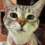 Dutchess joined the competition — help win amazing prizes! cat, tabby, pet, animal, close_up, portrait, face, whiskers, ears, eyes, nose, pink_collar, collar, fur, striped_fur, indoors, home, sitting, looking_at_camera, cute