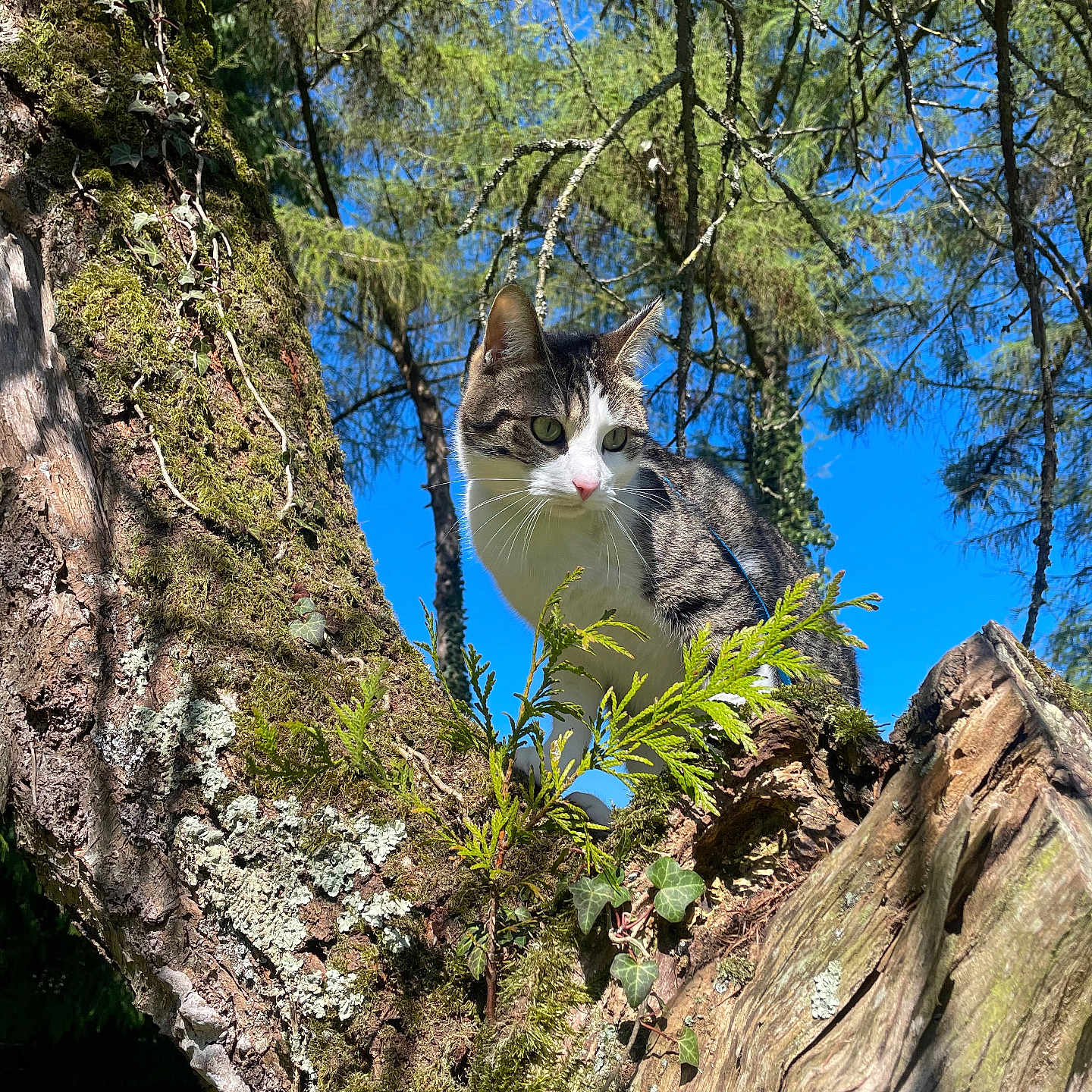 Mila participe au concours pour gagner de l'argent avec cette photo : animal, cat, conifer, grass, green, grove, herbal, herbs, jungle, land, nature, outdoors, plant, rainforest, rock, tree, treetrunk, vegetation, wilderness, woodland