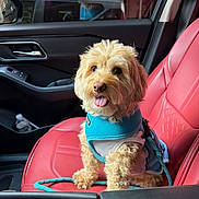 Kash joined the competition — help win amazing prizes! dog, pet, car_interior, red_leather_seat, blue_harness, happy, tongue_out, small_dog, seatbelt, leash, cute, fluffy, vehicle, window, door_handle, reflection, daylight, sitting, companion, travel