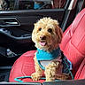 dog, pet, car_interior, red_leather_seat, blue_harness, happy, tongue_out, small_dog, seatbelt, leash, cute, fluffy, vehicle, window, door_handle, reflection, daylight, sitting, companion, travel