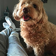 Kash is registered to the contest to win money with this photo: dog, curly_fur, pet, indoor, person, legs, socks, pants, orange_shirt, happy, closeup, fur, smile, relaxed, cozy, home, furniture, background, light, companion