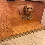 Kashmoney is registered to the contest to win money with this photo: dog, small_dog, curly_fur, wooden_floor, parquet_floor, vacuum_cleaner, indoor, pet, animal, flooring, doorway, home, cozy, brown_dog, quiet, lying_down, furniture, cleaning_tool, calm, domestic