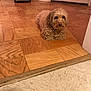 dog, small_dog, curly_fur, wooden_floor, parquet_floor, vacuum_cleaner, indoor, pet, animal, flooring, doorway, home, cozy, brown_dog, quiet, lying_down, furniture, cleaning_tool, calm, domestic