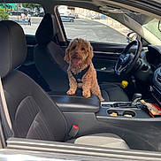 Kashmoney joined the competition — help win amazing prizes! black_seat, car_interior, center_console, curly_hair, daylight, dog, happy, harness, leather, modern_car, outside, parking_lot, pet, road, seat, snack, steering_wheel, tongue_out, vehicle, window