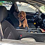 black_seat, car_interior, center_console, curly_hair, daylight, dog, happy, harness, leather, modern_car, outside, parking_lot, pet, road, seat, snack, steering_wheel, tongue_out, vehicle, window