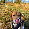 dog, beagle, tongue, harness, outdoor, grass, field, nature, pet, mammal, animal, canine, sitting, sunlight, daylight, tongue_out, ears, brown, white, black