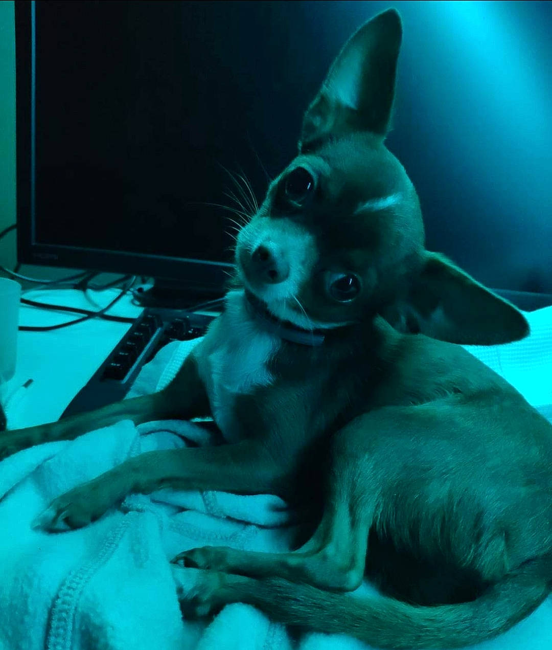 Kiba participe au concours pour gagner de l'argent avec cette photo : canidae, carnivore, comfort, companion_dog, display_device, dog, dog_breed, flat_panel_display, non_sporting_group, organism, output_device, peripheral, snout, teal, television_accessory, terrestrial_animal, turquoise, whiskers, working_animal, working_dog