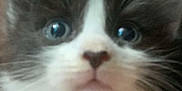 Bella is registered to the contest to win money with this photo: adorable, baby_cat, black_and_white, blue_eyes, cat, close_up, cute, domestic_animal, face, feline, fur, indoor, kitten, macro, muzzle, nose, pet, portrait, whiskers, young