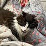 Bella is registered to the contest to win money with this photo: bed, bedding, black_and_white, blanket, cat, close_up, cozy, cute, domestic_animal, floral_pattern, fluffy, fur, indoor, kitten, pet, portrait, quilt, resting, sleeping, whiskers