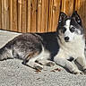 Nova a rejoint le concours — aidez-le/la à gagner de superbes lots ! dog, husky, blue_eyes, lying_down, outdoor, sunlight, concrete, wooden_fence, shadow, fur, pet, animal, canine, relaxed, daytime, nature, backyard, paw, closeup, quiet