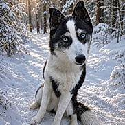 Nova participe au concours pour gagner de l'argent avec cette photo : dog, husky, snow, forest, winter, path, sunlight, trees, animal, pet, outdoor, nature, canine, blue_eyes, black_and_white, sitting, fur, cold, daylight, scenic