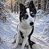 dog, husky, snow, forest, winter, path, sunlight, trees, animal, pet, outdoor, nature, canine, blue_eyes, black_and_white, sitting, fur, cold, daylight, scenic
