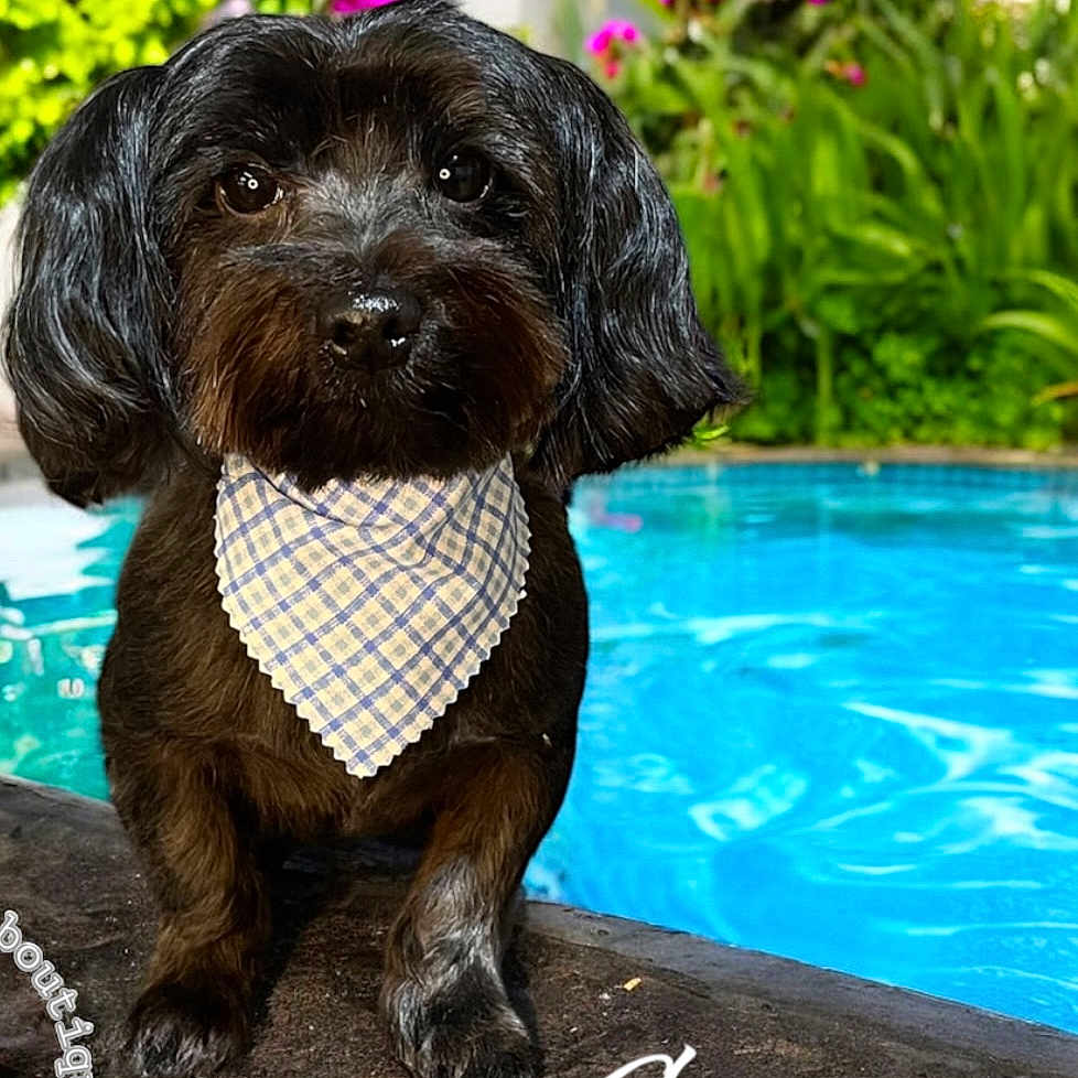 Cooper is registered to the contest to win money with this photo: accessories, affenpinscher, animal, canine, dog, flower, formalwear, jar, necktie, pet, plant, planter, pool, pottedplant, pottery, puppy, swimmingpool, tie, vase, water