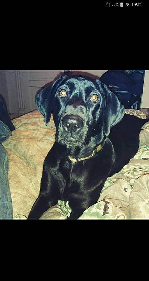 Remi is registered to the contest to win money with this photo: beagador, borador, cane_corso, canidae, carnivore, dog, dog_breed, hunting_dog, labrador_retriever, mammal, pointing_breed, retriever, sporting_group, vertebrate