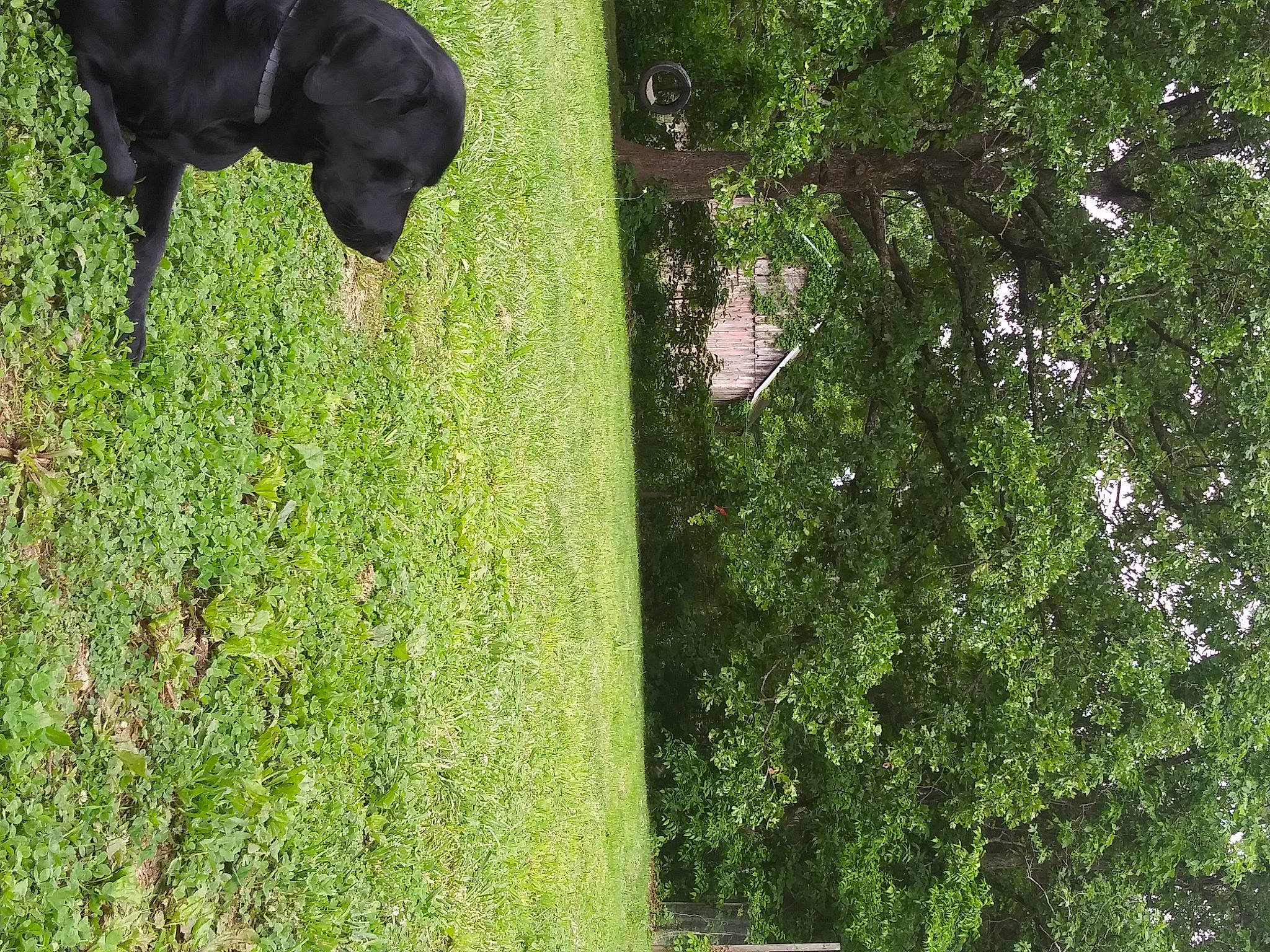 Remi joined the competition — help win amazing prizes! canidae, grass, green, plant, shrub, sporting_group, tree, trunk