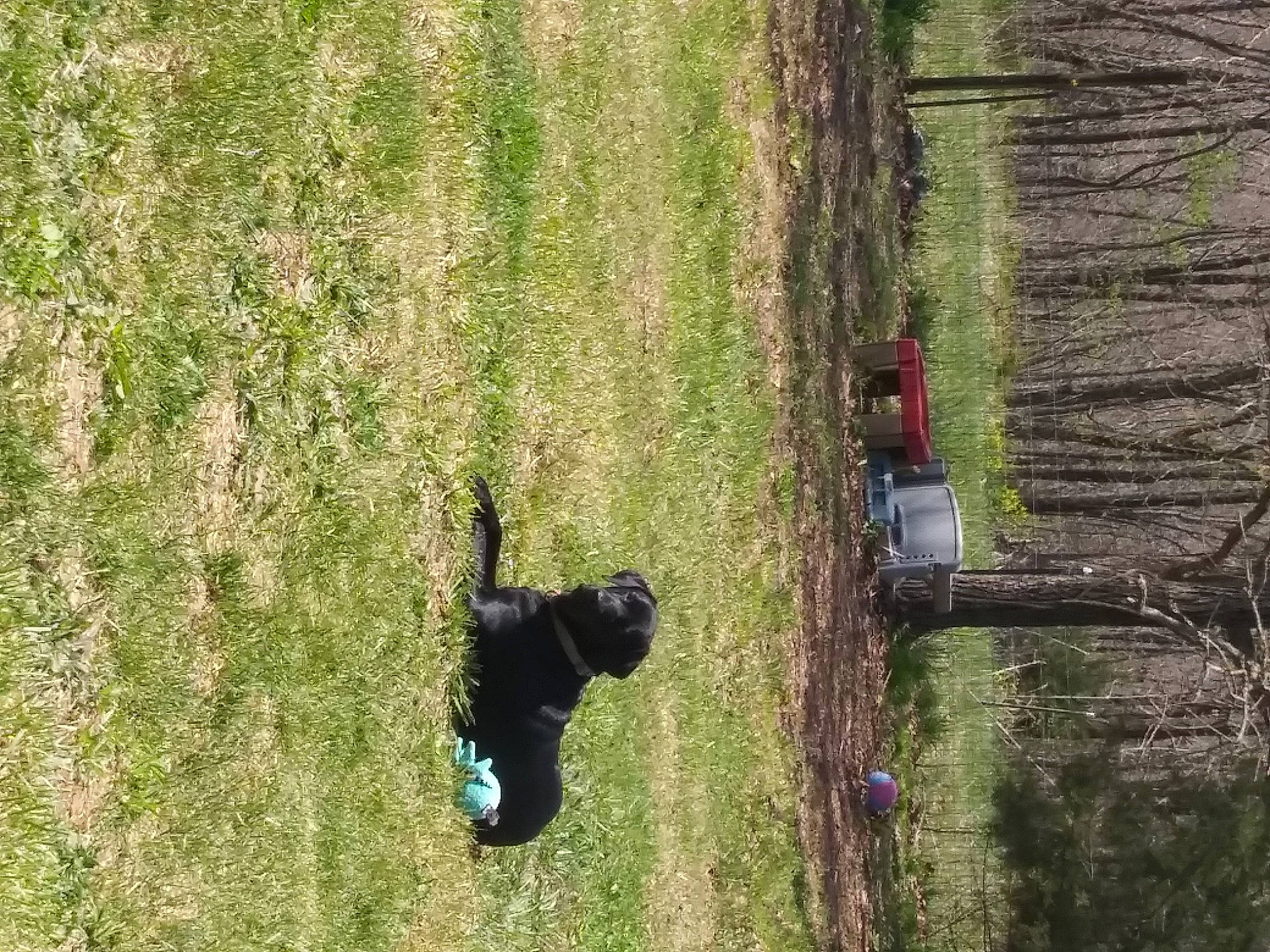 Remi is registered to the contest to win money with this photo: forest, grass, plant, sporting_group, tree, trunk, wildlife, wood