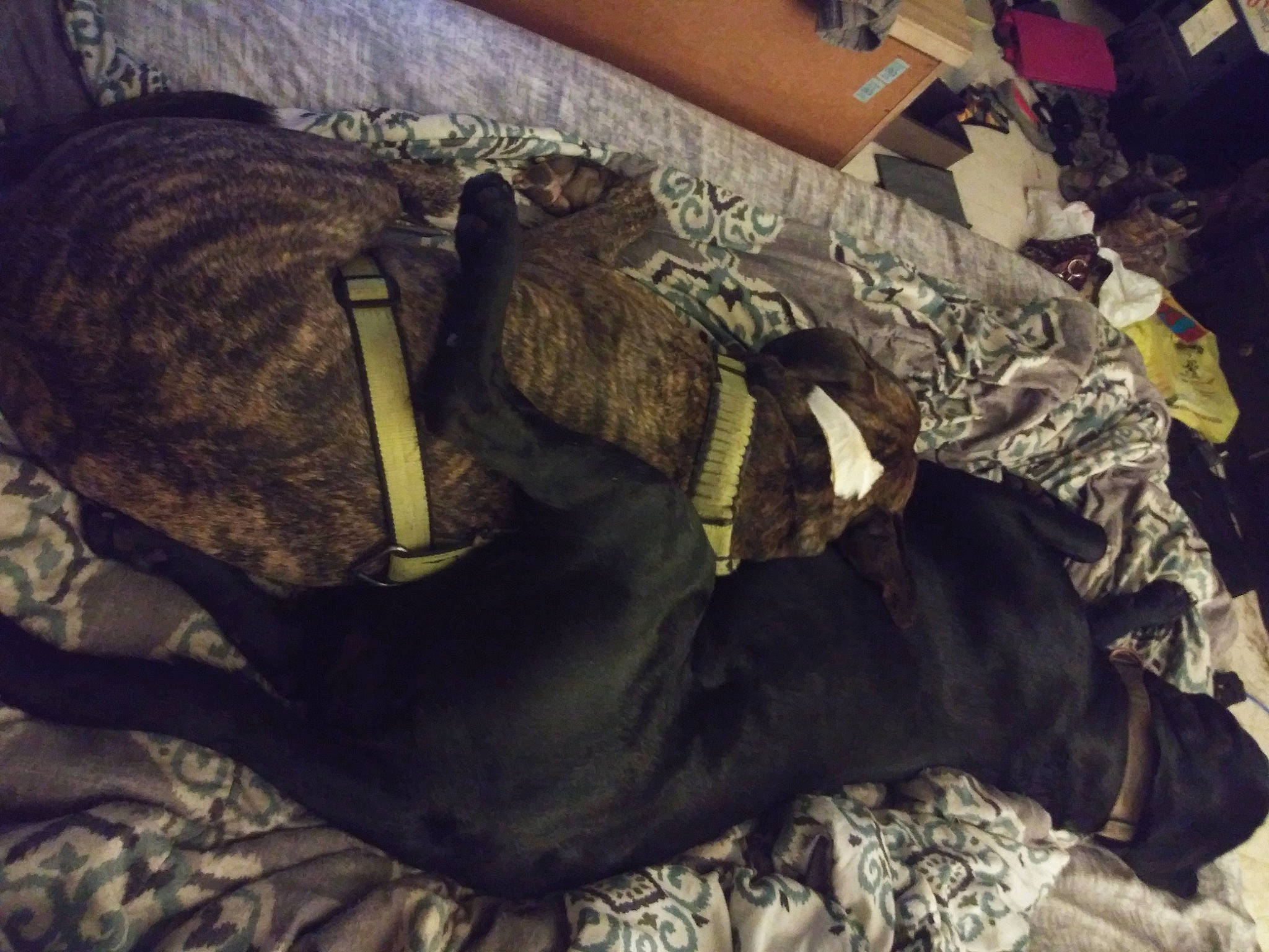 Remi joined the competition — help win amazing prizes! human, leg, mountain, nap, sleep, thigh