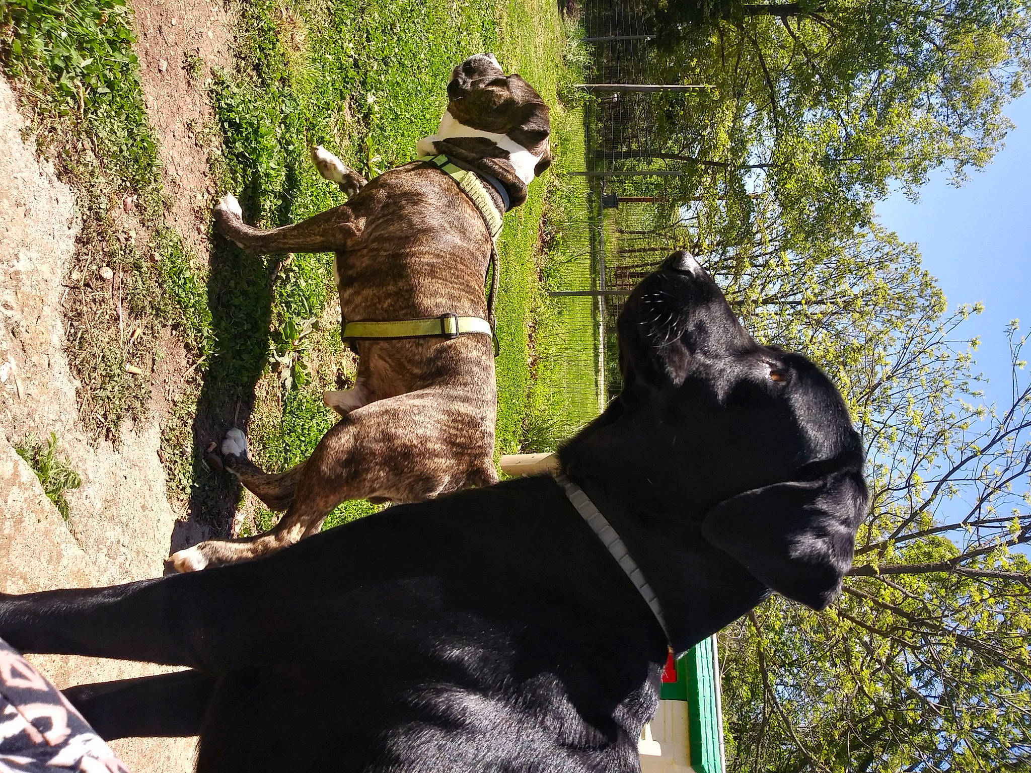 Remi is registered to the contest to win money with this photo: american_pit_bull_terrier, american_staffordshire_terrier, bandog, cane_corso, canidae, carnivore, dog, dog_breed, great_dane, guard_dog, hunting_dog, non_sporting_group, perro_de_presa_canario, staffordshire_bull_terrier, statue, tree, working_dog