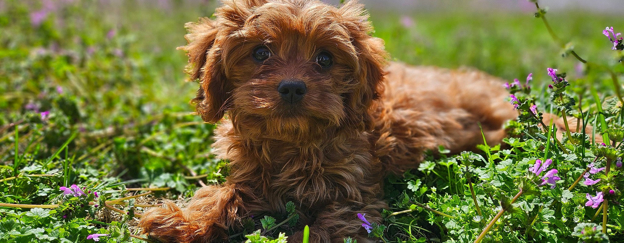 Chewy is registered to the contest to win money with this photo: canidae, carnivore, companion_dog, dog, dog_breed, fur, grass, groundcover, liver, maltepoo, plant, small_terrier, snout, sporting_group, terrestrial_animal, terrier, toy_dog, water_dog, working_animal, yorkipoo