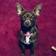 Pudding Samples is registered to the contest to win money with this photo: dog, small_dog, chihuahua, pet, animal, brown_fur, pink_collar, indoor, carpet, looking_up, cute, ears, mammal, front_view, sitting, fur, domestic_animal, companion, alert, toy_bone