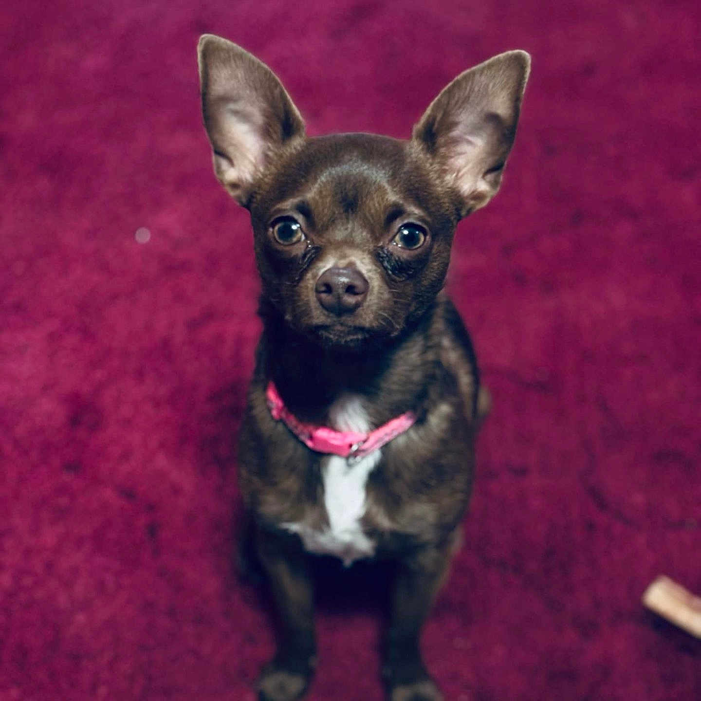 Pudding Samples is registered to the contest to win money with this photo: alert, animal, brown_fur, carpet, chihuahua, companion, cute, dog, domestic_animal, ears, front_view, fur, indoor, looking_up, mammal, pet, pink_collar, sitting, small_dog, toy_bone