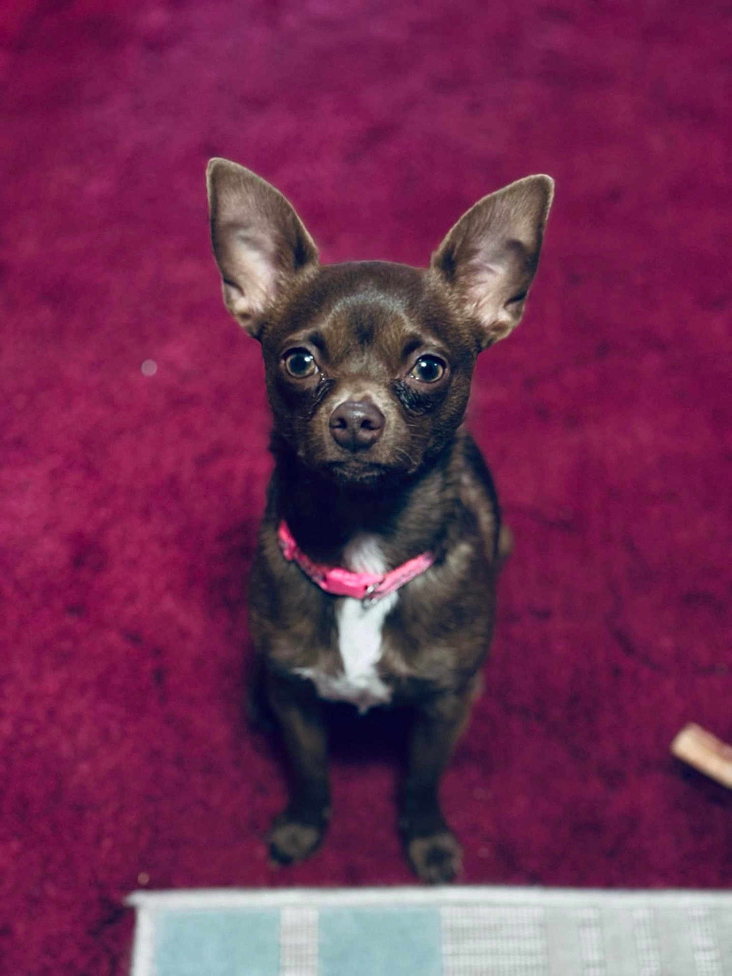 Pudding Samples is registered to the contest to win money with this photo: dog, small_dog, chihuahua, pet, animal, brown_fur, pink_collar, indoor, carpet, looking_up, cute, ears, mammal, front_view, sitting, fur, domestic_animal, companion, alert, toy_bone