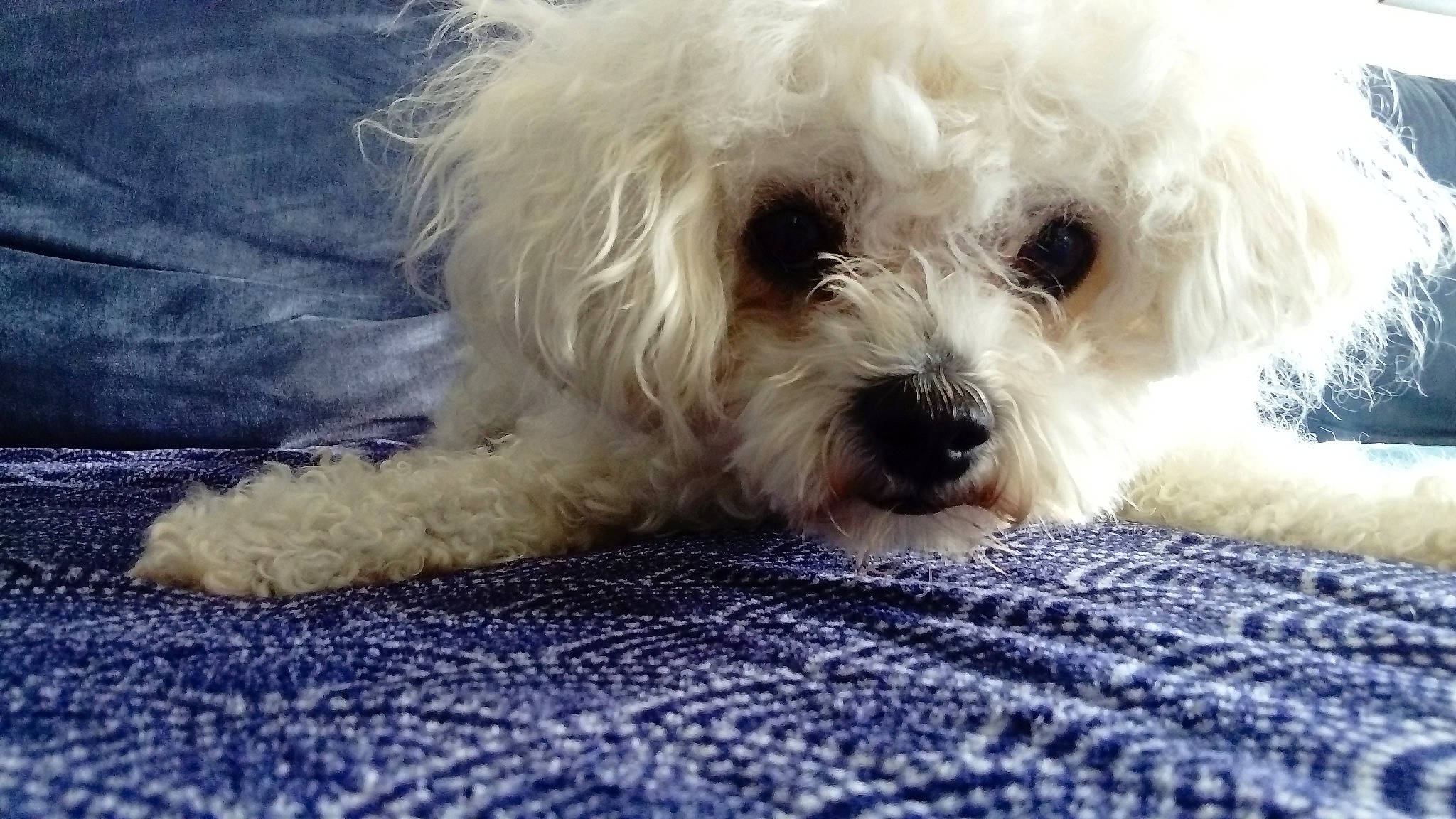 Louki a rejoint le concours — aidez-le/la à gagner de superbes lots ! canidae, carnivore, companion_dog, dog, dog_breed, dog_collar, eye, fur, maltepoo, non_sporting_group, poodle, poodle_crossbreed, shih_poo, small_terrier, snout, sporting_group, terrier, toy_dog, water_dog, working_animal