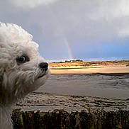 Louki participe au concours pour gagner de l'argent avec cette photo : animal, beach, calm, cloudy, curious, daytime, dog, fluffy, fur, landscape, nature, outdoor, pet, profile, rainbow, sand, scenic, sky, stone_wall, white