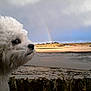 animal, beach, calm, cloudy, curious, daytime, dog, fluffy, fur, landscape, nature, outdoor, pet, profile, rainbow, sand, scenic, sky, stone_wall, white
