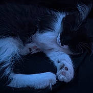 Ollie joined the competition — help win amazing prizes! animal, black_and_white, cat, closeup, cozy, cute, dark, dim_lighting, feline, fur, indoor, nap, paws, pet, quiet, relaxed, resting, sleeping, soft, whiskers