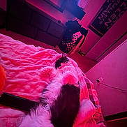 Ollie joined the competition — help win amazing prizes! bed, black_and_white, blanket, carpet, cat, cozy, door, dresser, electric_outlet, foot, furniture, indoor, laundry_basket, long_hair, pink_light, relaxing, remote_control, room, television, wall