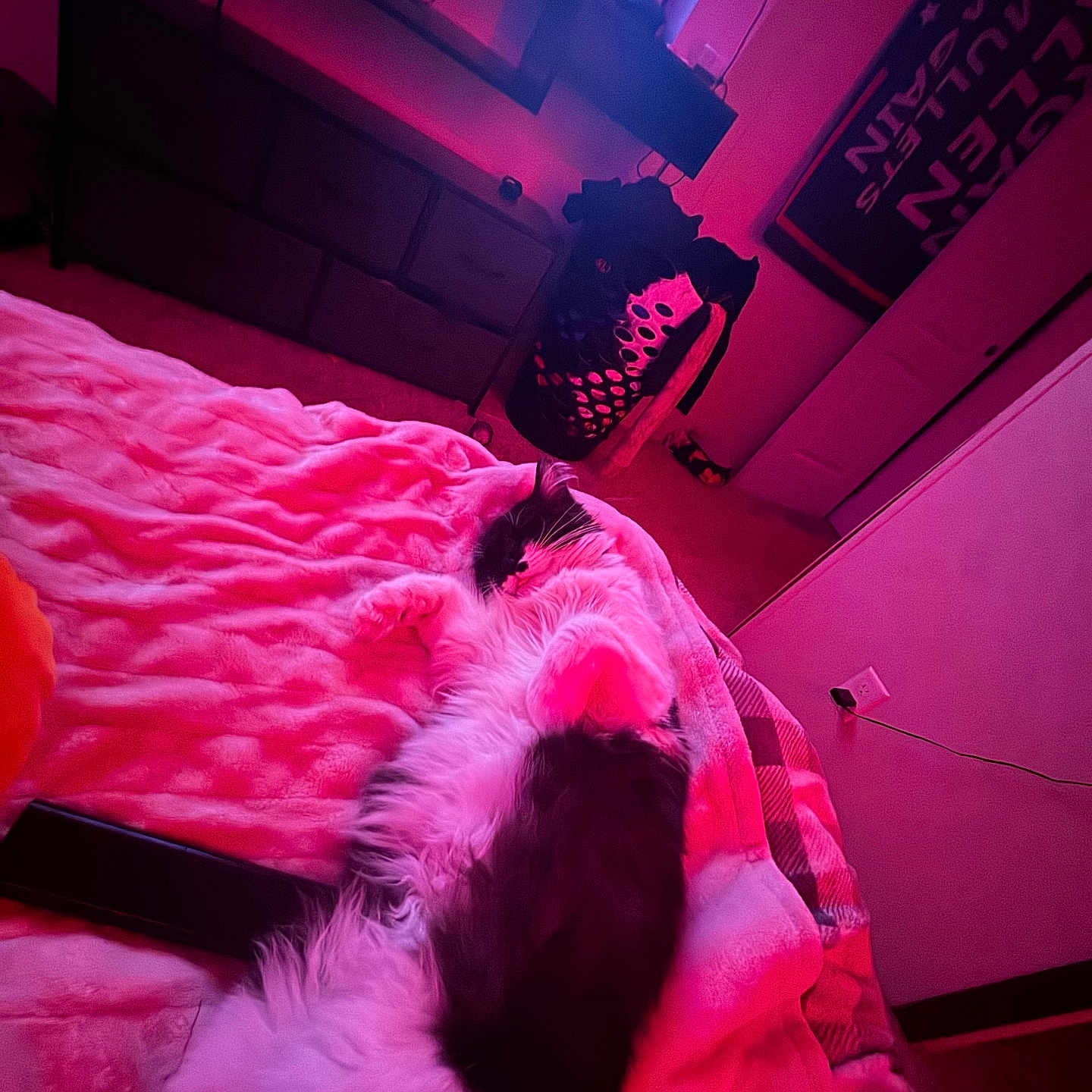 Ollie joined the competition — help win amazing prizes! bed, black_and_white, blanket, carpet, cat, cozy, door, dresser, electric_outlet, foot, furniture, indoor, laundry_basket, long_hair, pink_light, relaxing, remote_control, room, television, wall