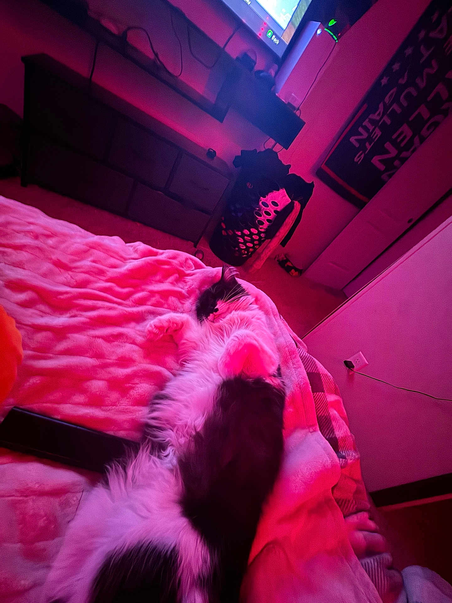 Ollie joined the competition — help win amazing prizes! bed, black_and_white, blanket, carpet, cat, cozy, door, dresser, electric_outlet, foot, furniture, indoor, laundry_basket, long_hair, pink_light, relaxing, remote_control, room, television, wall