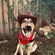 Biggie Smalls joined the competition — help win amazing prizes! dog, cowboy_hat, red_bandana, outdoor, grass, fence, pet, happy, tongue_out, canine, nature, smiling, sitting, backyard, animal, ears, fur, muzzle, collar, playful