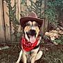 dog, cowboy_hat, red_bandana, outdoor, grass, fence, pet, happy, tongue_out, canine, nature, smiling, sitting, backyard, animal, ears, fur, muzzle, collar, playful