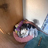 Oscar is registered to the contest to win money with this photo: dog, pet_bed, toy, plush_toy, wooden_floor, rug, stick_toy, corner, indoor, small_dog, black_and_white, fluffy_bed, curious, pet, cozy, relaxed, fur, animal, home, companion