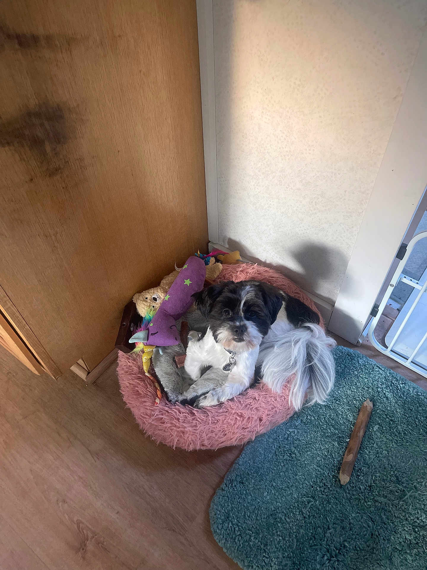 Oscar is registered to the contest to win money with this photo: dog, pet_bed, toy, plush_toy, wooden_floor, rug, stick_toy, corner, indoor, small_dog, black_and_white, fluffy_bed, curious, pet, cozy, relaxed, fur, animal, home, companion