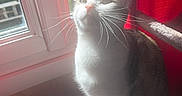 Nina a rejoint le concours — aidez-le/la à gagner de superbes lots ! cat, pet, animal, feline, white_and_gray, sitting, window, curtain, sunlight, indoors, home, carpet, portrait, close_up, whiskers, ears, eyes, red_curtain, heart_emoji, natural_light